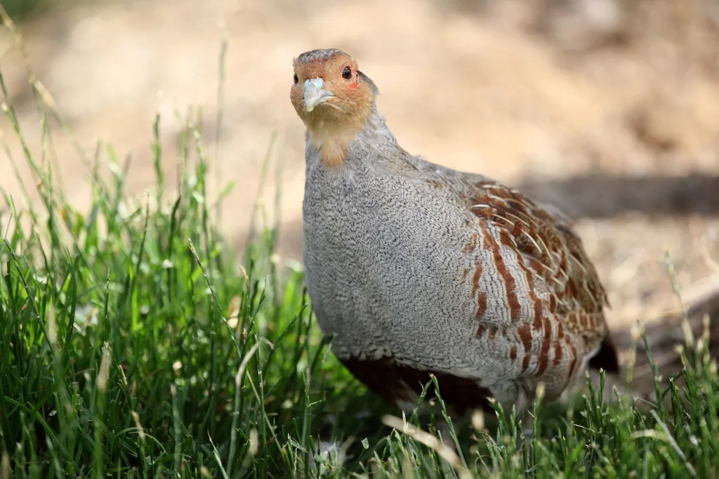 Perdrix grise dans l'herbe