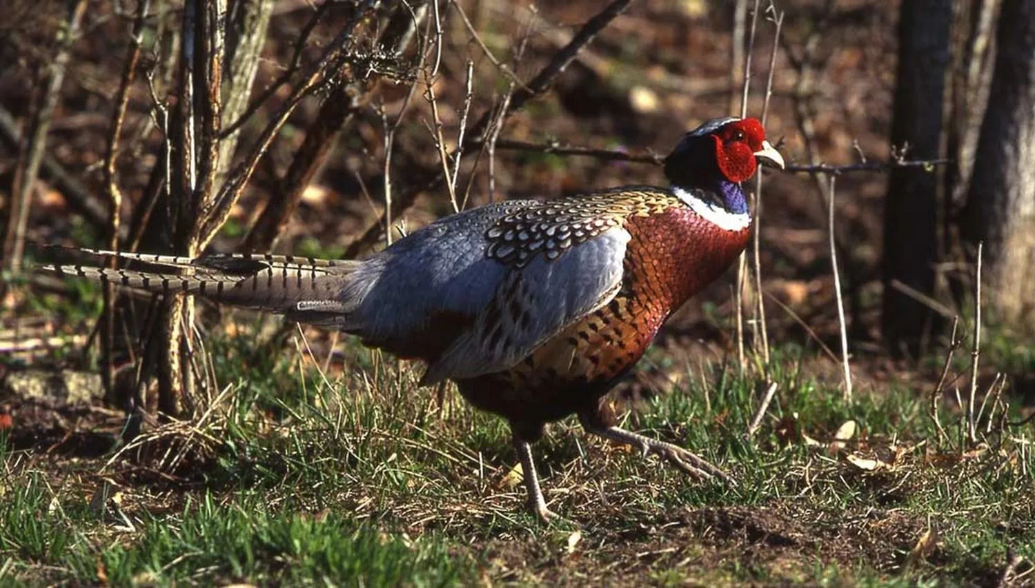Notre Élevage de Gibier — GIBIS | 70 Hectares en Isère