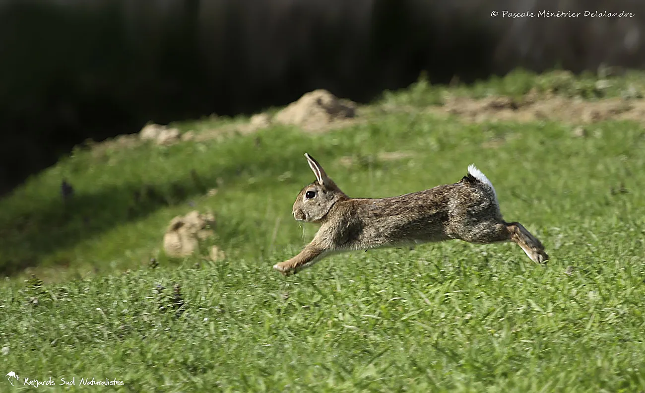 Entraînement Chien de Chasse — GIBIS | 40 Hectares Isère