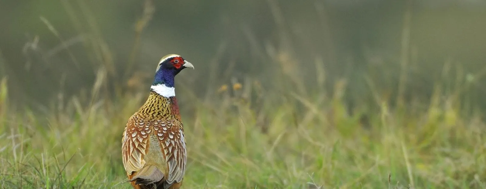 Faisans PUR CHASSE® & Reproducteurs — Élevage GIBIS | Vente Faisans France