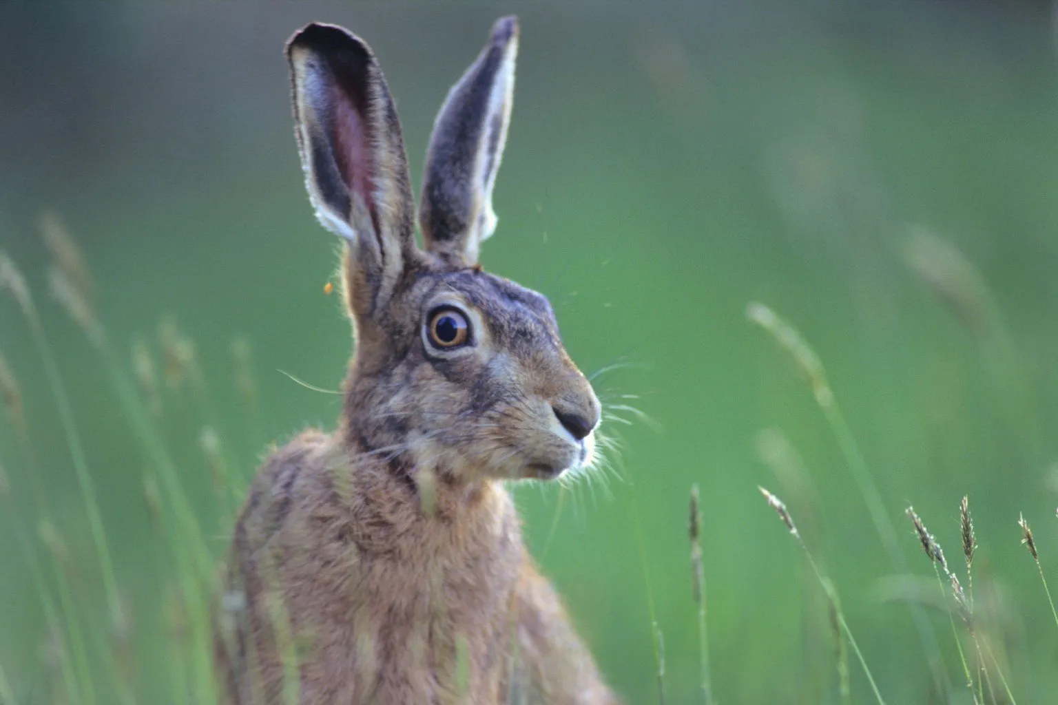 Lièvres de France & Hongrie — GIBIS | Lièvres de Repeuplement Sauvages