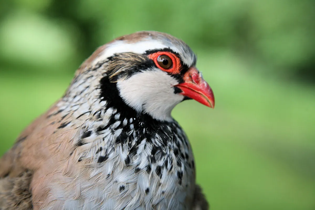 Perdrix Rouges & Grises — Élevage GIBIS | Vente Perdrix Repeuplement Chasse