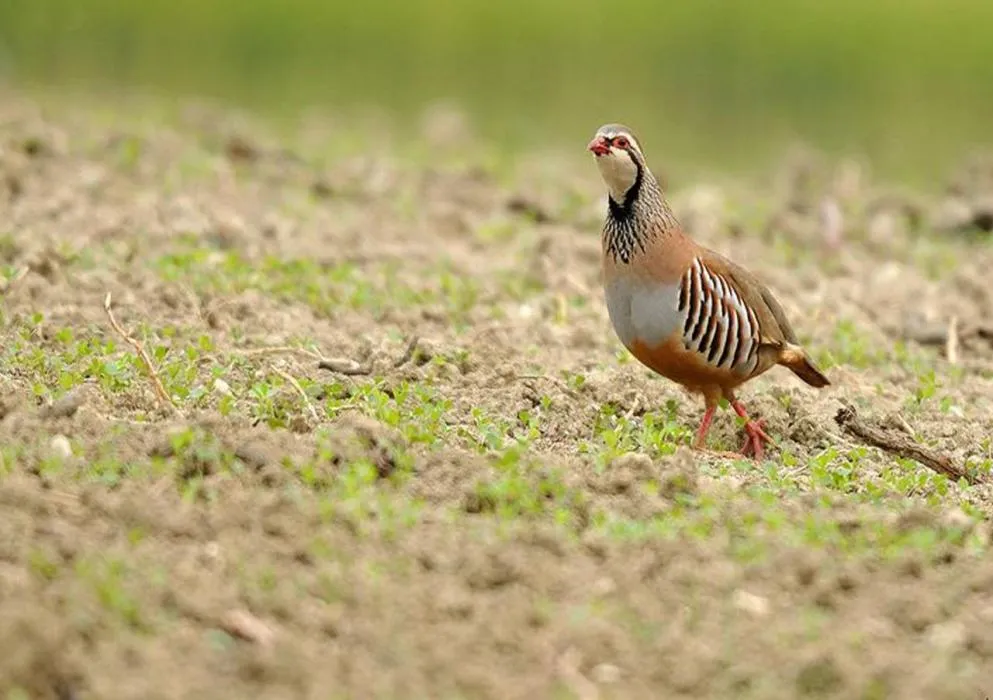 Nos Réalisations — GIBIS | Références Internationales Andorre, Moyen-Orient, Hongrie