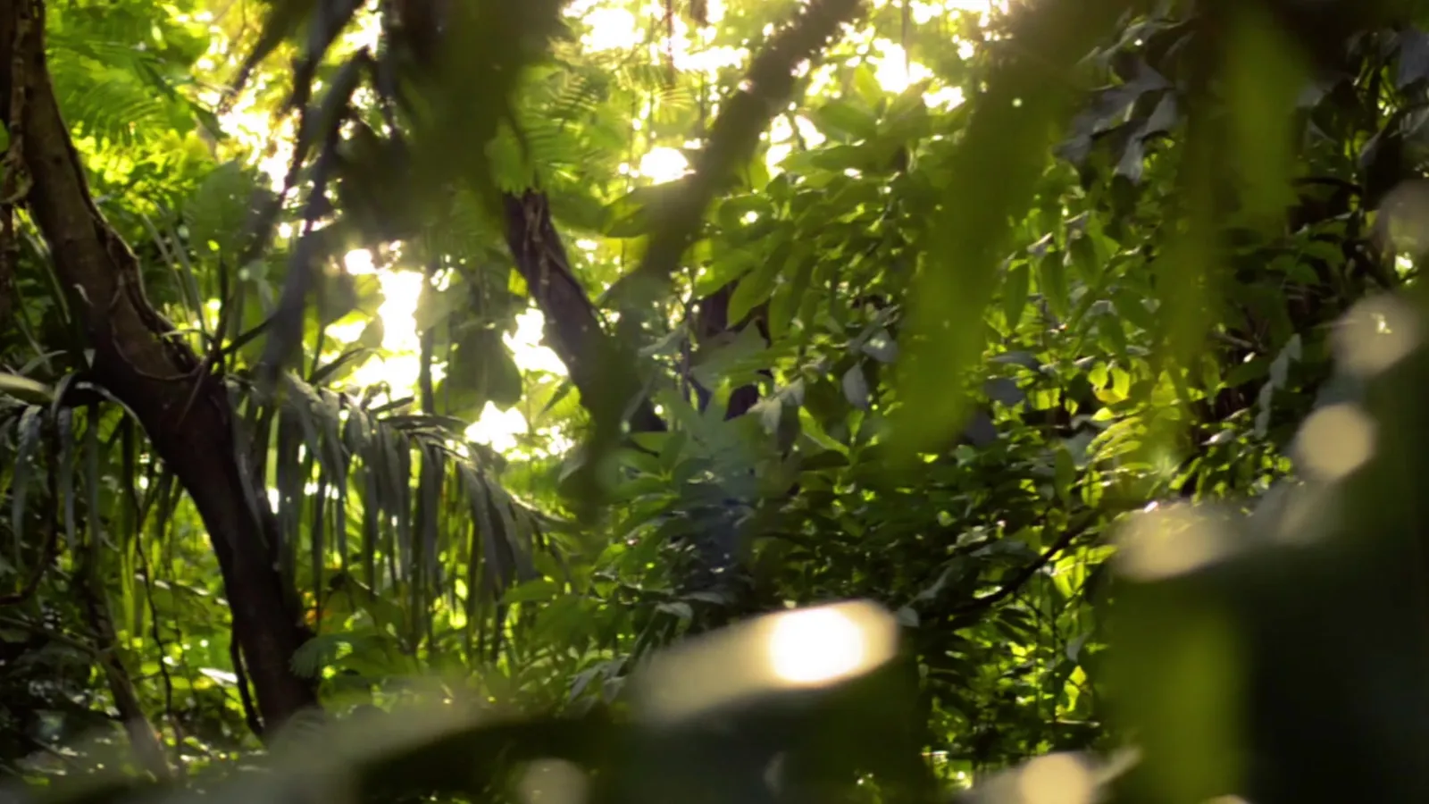 Vidéos Élevage GIBIS — Volières, Faisans PUR CHASSE®, Vue Aérienne