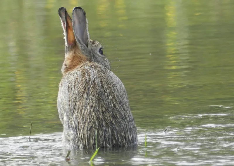 Lièvres de Hongrie et d'Europe Centrale